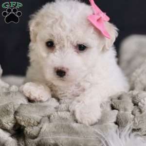 Brianna, Bichon Frise Puppy